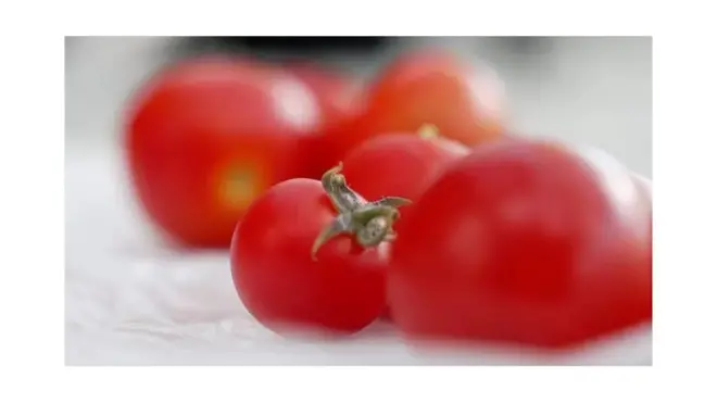 Des tomates génétiquement modifiées, qui ont une forte teneur en vitamine D, pourraient bientôt être vendues en Angleterre.