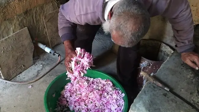 ماء الورد في الجبل الأخضر