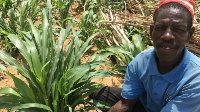 Maize farmer Sadi Audu