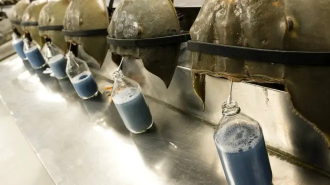 एक लीटर नीले खून की कीमत 11 लाख रुपये से ज़्यादा हो सकती है.