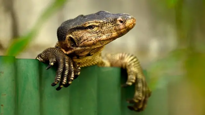 ตัวเงินตัวทอง