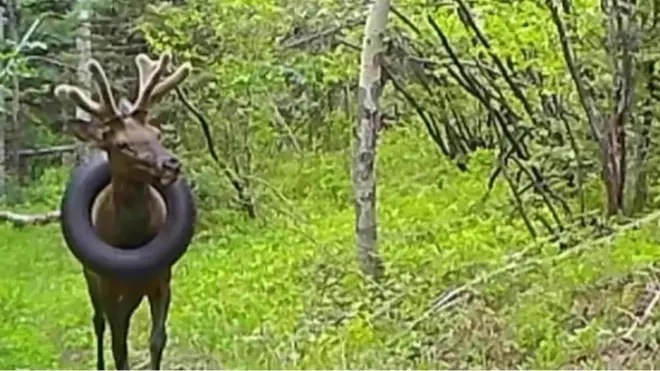 Cervo com pneu no pescoçowild mantra slotárea verde do Colorado, nos EUA