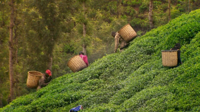 Чайная плантация