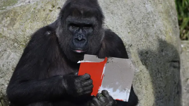 కోకో గొరిల్లా