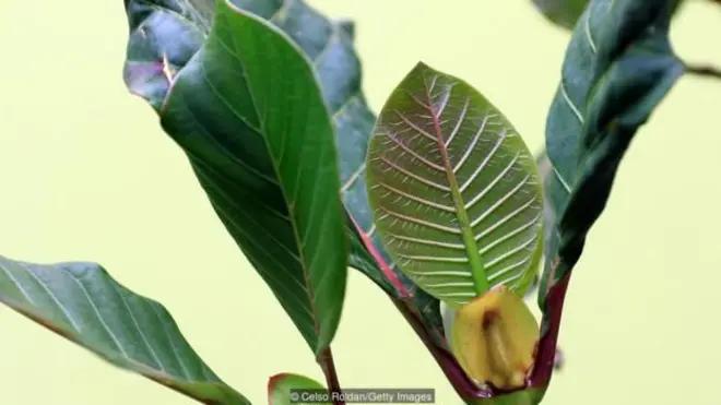 يرى العلماء اليوم أن التركيبة الجينية لأشجار الكينا في جبال الإنديز قد تغيرت بسبب الحصاد الجائر على مدى قرون