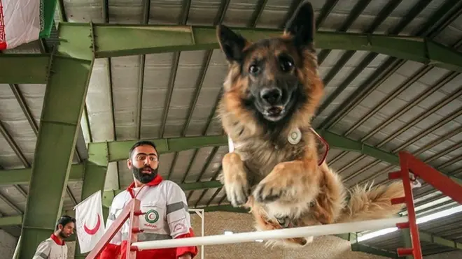 آموزش سگ ها در هلال احمر