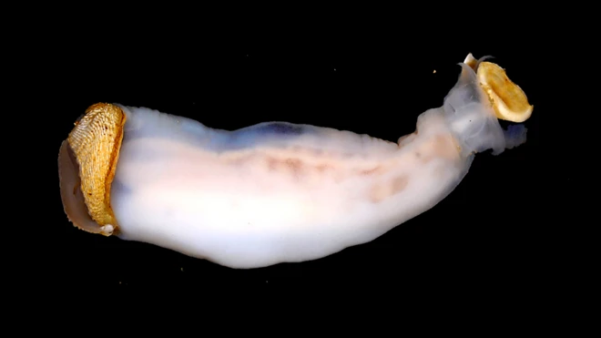 Aunque para los científicos el animal es totalmente nuevo, los habitantes locales en Filipinas no solo lo conocen sino que lo comen.