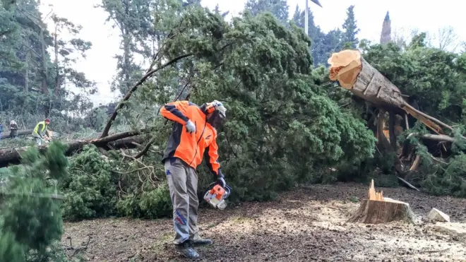 Čempresi su posađeni da bi štitili grad od jakih vetrova