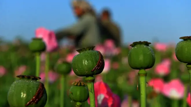 Производство опиума достигло рекордного уровня