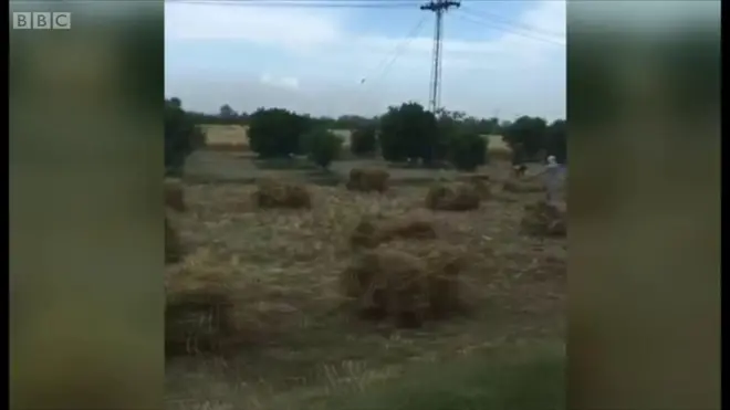 گندم کی کٹائی کا موسم