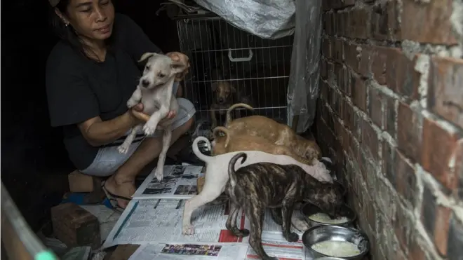 လမ်းဘေးခွေးတွေကို အစာကျွေးနေတဲ့ ခွေးချစ်သူတစ်ဦး