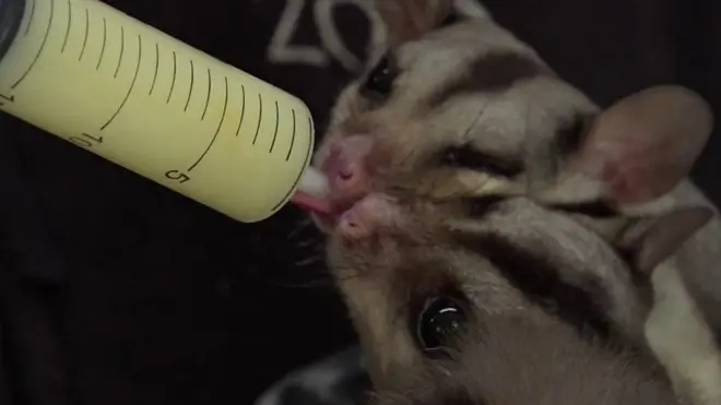 Дитяча суміш для тварин