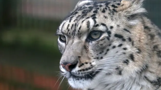 برفانی تیندوے