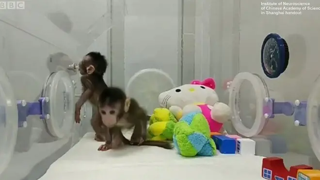 ลิงสองตัว