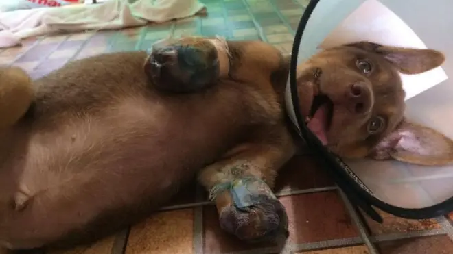 Brownies sebelum dibawa ke Jakarta.