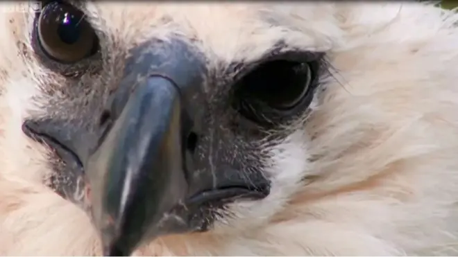 Орел американська гарпія