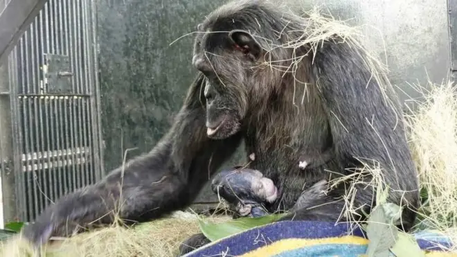 29 year old chimpanzee, Natasha, wey dey live for Island sanctuary bin get contraceptive implant for bodi.