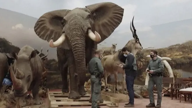 Španija: Ogromna zaplena prepariranih životinja