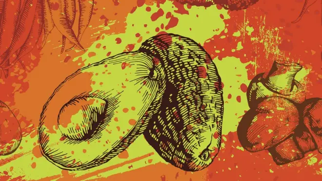 Los aguacates debían haber dejado de existir cuando desaparecieron los animales grandes que podían comérselos, pero de alguna manera sobrevivieron.