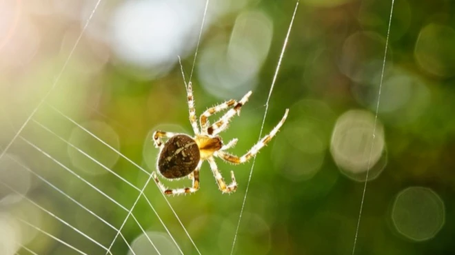 แมงมุมโดยทั่วไปไม่ได้ดุร้ายเหมือนในบางสายพันธุ์