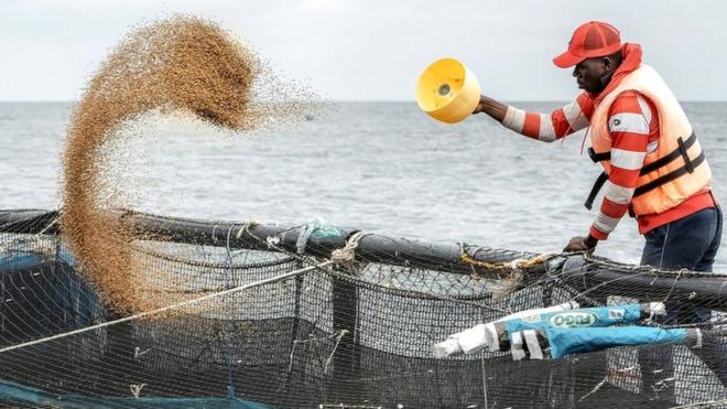 Sustainable fishing: The tech making it cheaper and greener