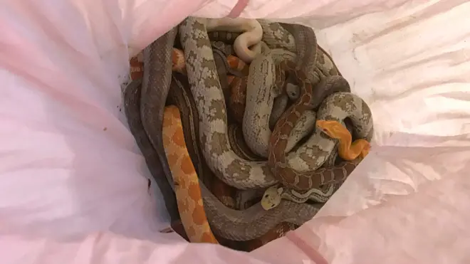 Snakes in a pink pillowcase