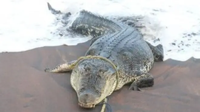 මාරවිල මුහුදේ අමුත්තෙක්