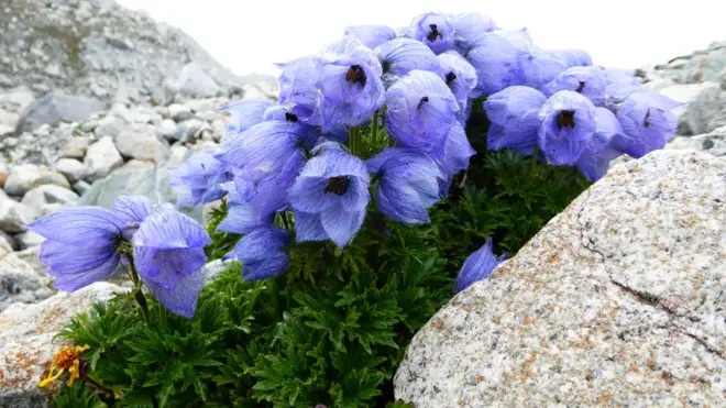 Some locations high up in the iHimalayas have flowering plants like these