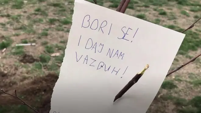 Seča drveća Ušće