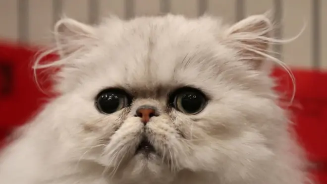 The man demanded to know where the cats were kept, the court heard (File photo)