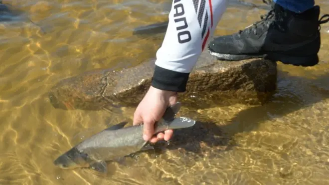 Ученые отмечают, что попавшие под воздействие вещества рыбы менее охотно вступают в конфликты и плохо реагируют на хищников