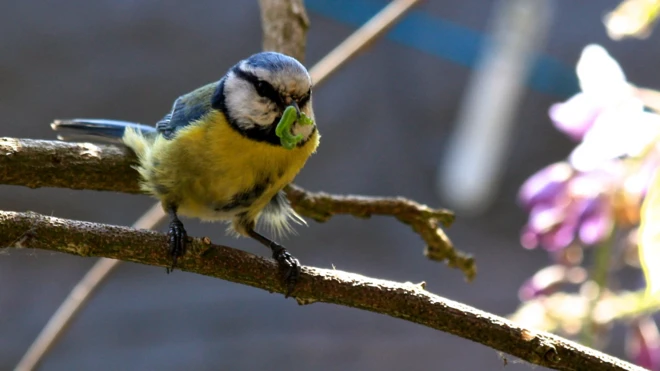 Blue tit