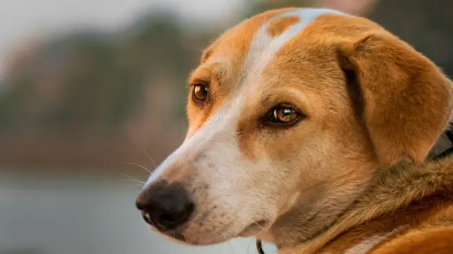 कुत्रा, श्वान, लैंगिक हिंसा, बलात्कार, पुणे