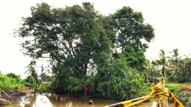 කෲඩියා සෙලනිකා 2020 නව රතු දත්ත ලේඛනයට අනුව දැඩි ලෙස වඳ වී යෑමේ තර්ජනයට ලක්වූ (Critically Endangered - CR) ශාකයක් ලෙස ලැයිස්තුගත කර තිබේ.