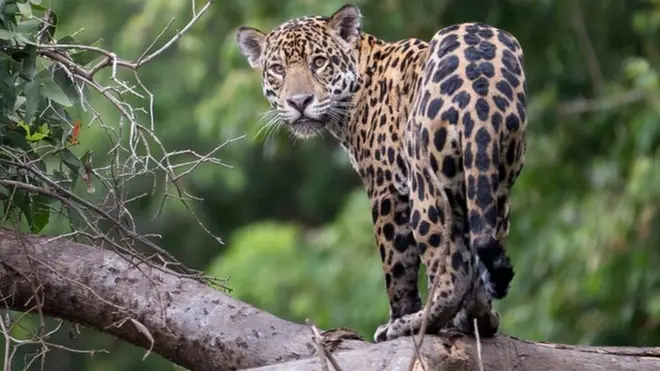 La Amazonía es uno de los últimos refugios de los jaguares.