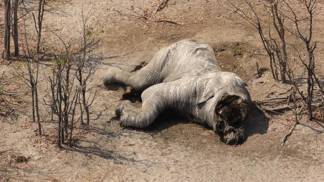Aerial view of a poached elephant in Botswana