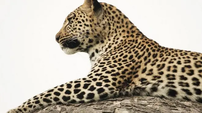 अफ्रीका