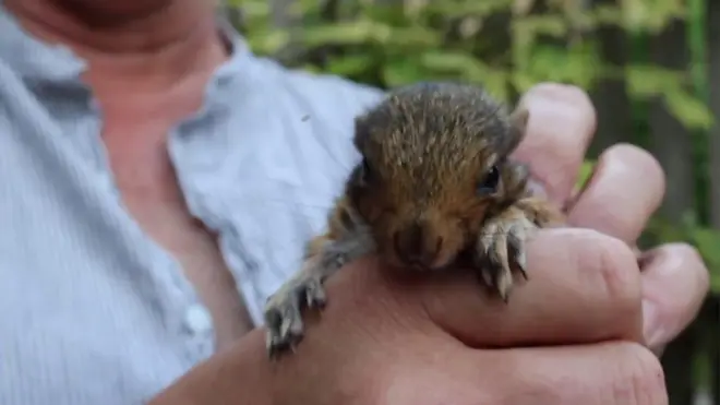 මංමුලා වූ ලේන් පැටියකු හා බැඳුණු ජොනී