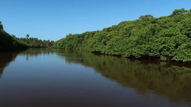 Manguezal é considerado um ecossistema essencial para o planeta: é berçário da vida marinha e contribui para o combate do aquecimento global