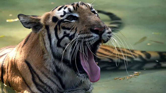 India has the largest population of tigers in the world