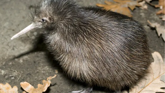 Kiwi, burung asli Selandia Baru.
