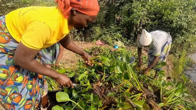 Брање водених зумбула