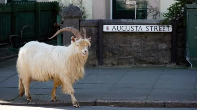 کورونا وایرس کے باعث ہونے والے لاک ڈاؤن کی وجہ سے جہاں دنیا کے زیادہ تر بڑے شہروں کی سڑکیں خالی ہیں تو وہیں مختلف چرند پرند یاہں نظر آنا شروع ہو گئے ہیں۔