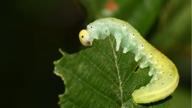 Lagartas como esta causam reações ao se aproximar para devorar as folhas das plantas