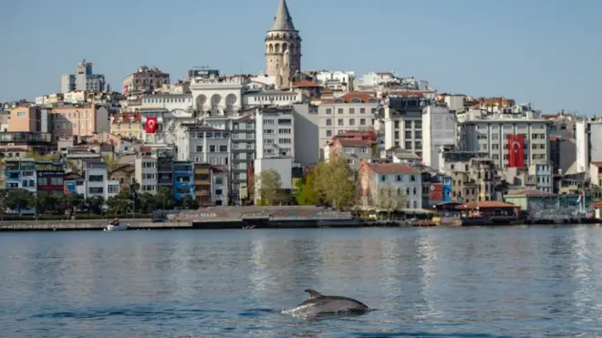 İstanbul Boğazı'nda yunuslar görülüyor