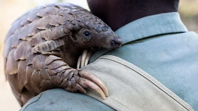 Панголины живут на земле более 60 млн лет