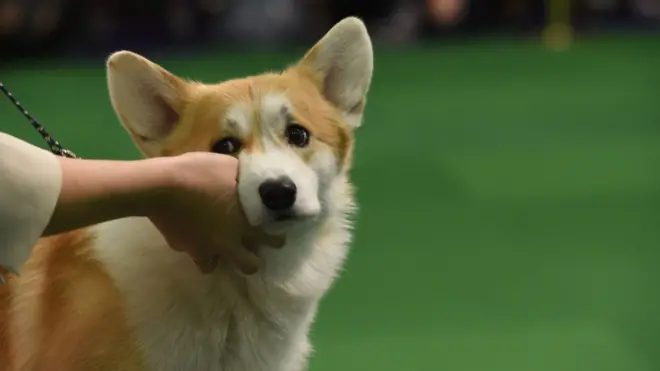 Корги - один из британских символов - часто использовали в соцсетях для иллюстрации полета курса валюты