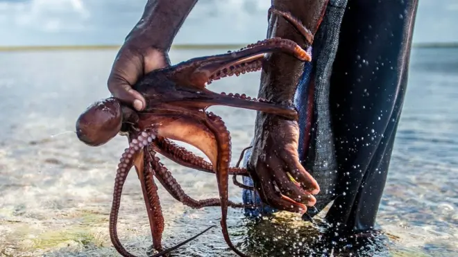 عبداللہ علی کا کہنا ہے کہ اوکٹوپس کے شکار سے ان کی روزی روٹی چل رہی ہے۔ وہ ایک کلو کے اوکٹوپس کے شکار پر ڈھائی ڈالر کماتے ہیں۔