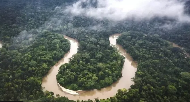 अमेज़न के जंगल