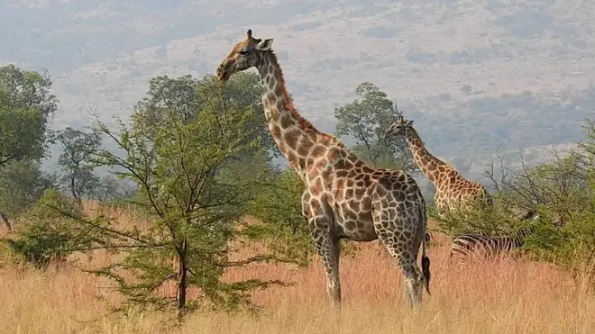 Girafas